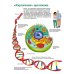 Тело человека. Атлас анатомии в картинках Тело человека. Атлас анатомии в картинках