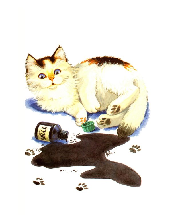 Котята