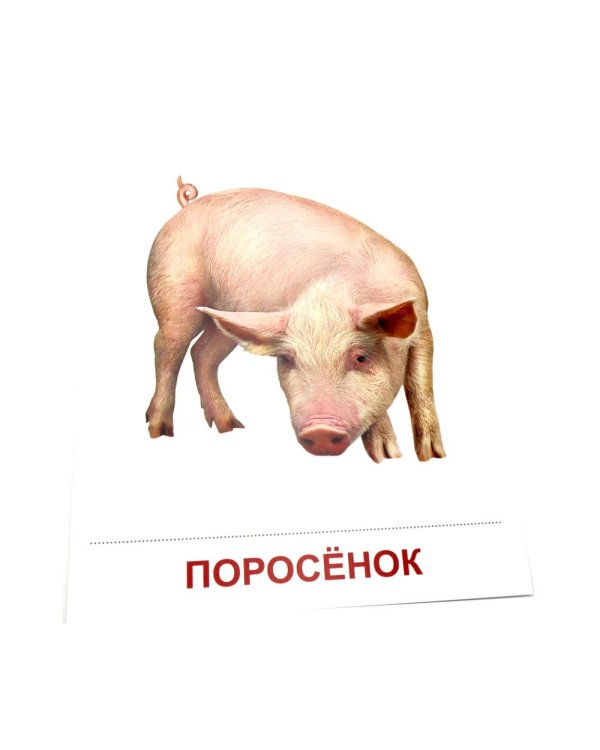 Домашние животные. 16 демонстрационных картинок с текстом на обороте