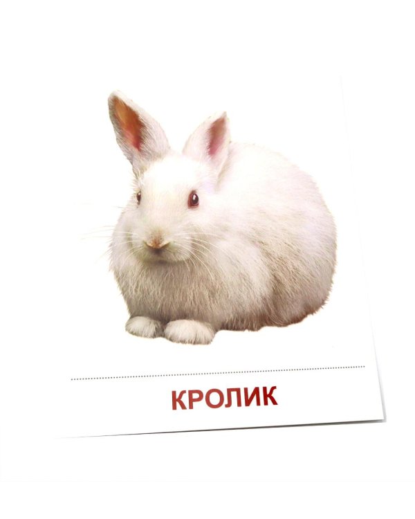 Домашние животные. 16 демонстрационных картинок с текстом на обороте