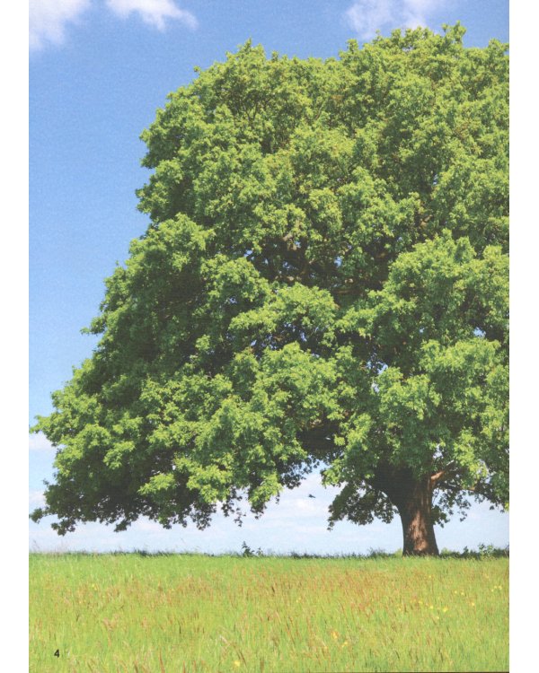 Волшебство и тайна деревьев