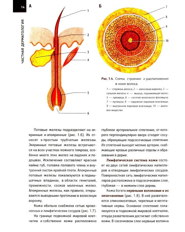 Кожные и венерические болезни: Учебник. 2-е изд., доп (обл.)