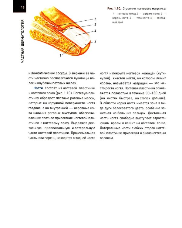 Кожные и венерические болезни: Учебник. 2-е изд., доп (обл.)