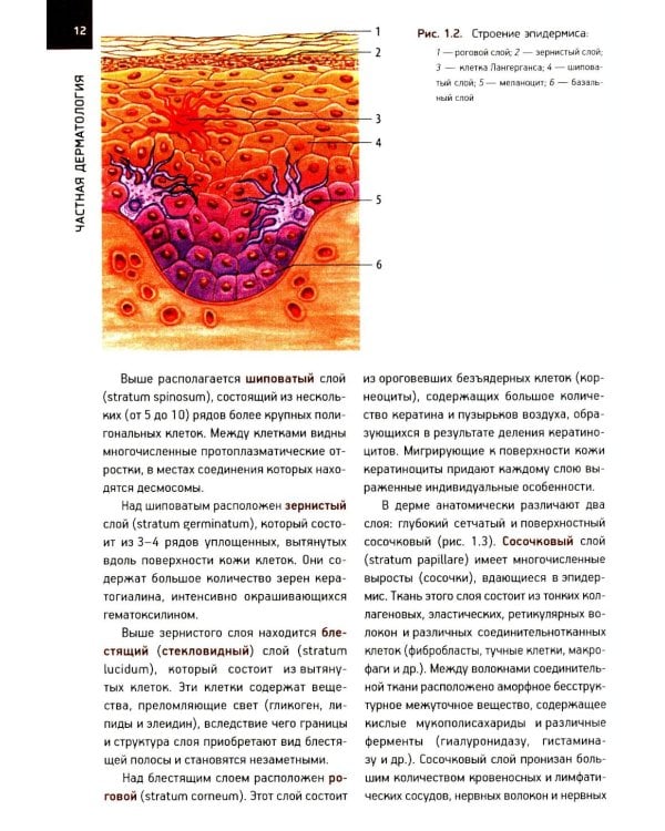 Кожные и венерические болезни: Учебник. 2-е изд., доп (обл.)