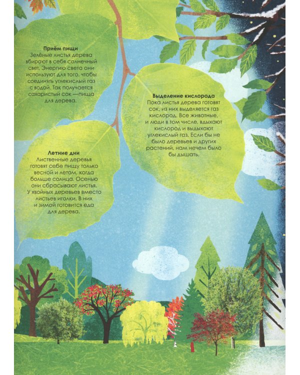 Волшебство и тайна деревьев