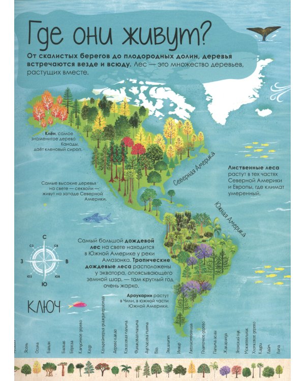 Волшебство и тайна деревьев