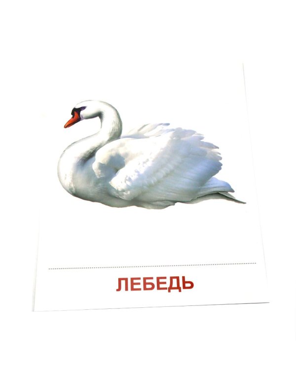 Перелетные птицы. 16 демонстрационных картинок с текстом на обороте