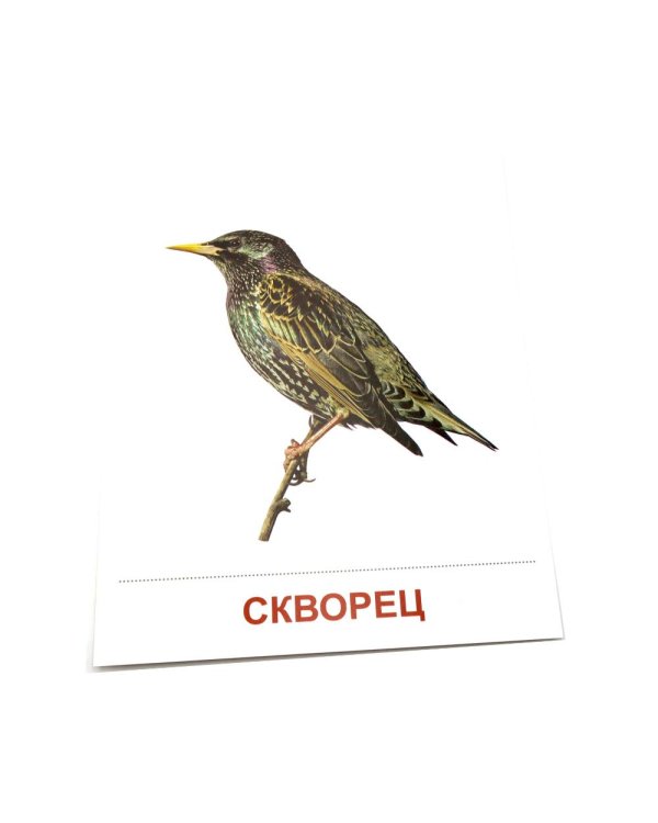 Перелетные птицы. 16 демонстрационных картинок с текстом на обороте