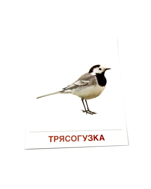 Перелетные птицы. 16 демонстрационных картинок с текстом на обороте