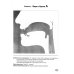 Артикуляция звуков в графическом изображении. Учебно -демонстрационный материал