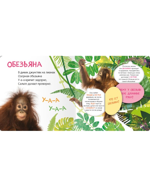 Книжки с окошками. Кто где живет?