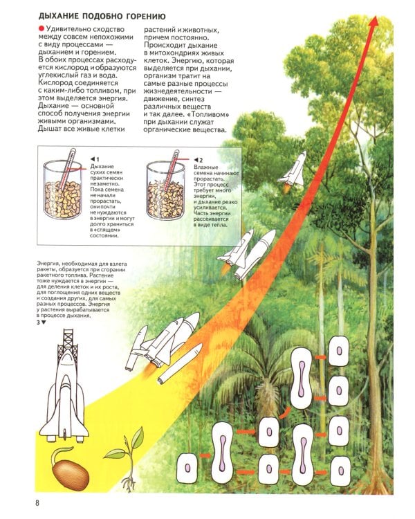 Бактерии, грибы, лишайники, растения: атлас. 4-е изд