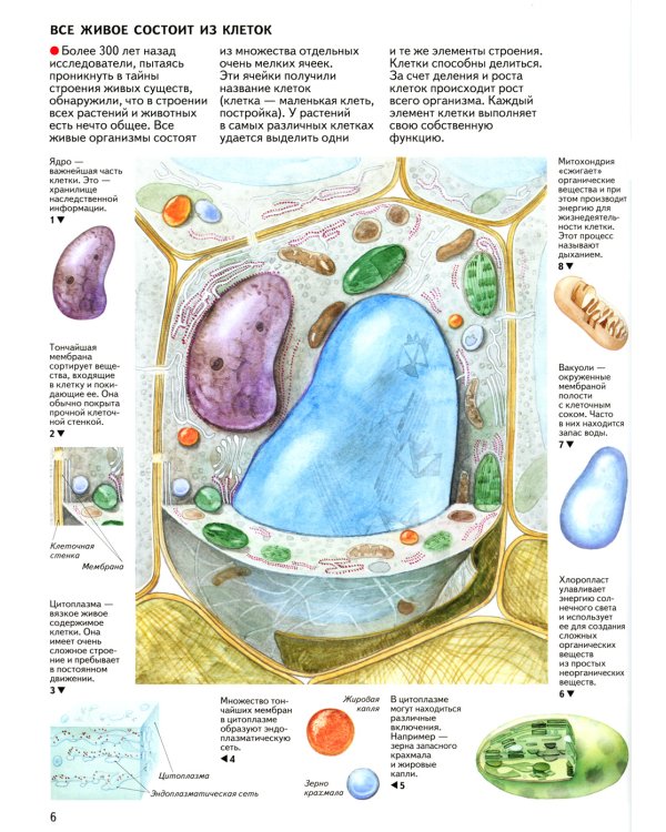 Бактерии, грибы, лишайники, растения: атлас. 4-е изд