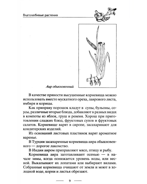 Блюда из дикорастущих растений. Неиссякаемый источник витаминов к вашему столу