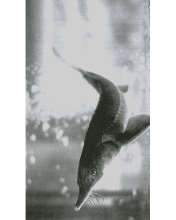 Фоторужье: роман