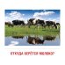 Демонстрационные картинки. Молоко и молочные продукты: 16 демонстрационных картинок с текстом