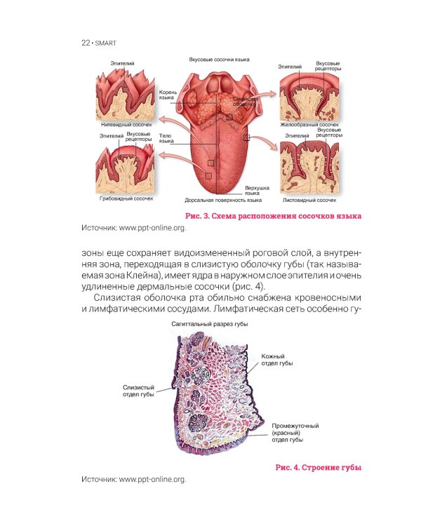 Дерматостоматология. Заболевания слизистой оболочки рта и губ