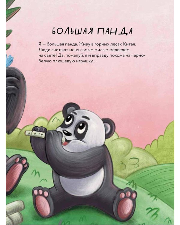 Косолапые медведи