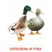 Птицы домашние и декоративные. Учебное издание. (16 демонстрационных картинок с текстом)
