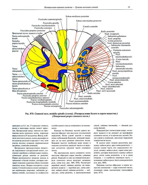 Атлас анатомии человека. В 3 т. Т. 3: Неврология. Эстезиология: Учебное пособие. 7-е изд., перераб