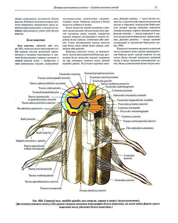 Атлас анатомии человека. В 3 т. Т. 3: Неврология. Эстезиология: Учебное пособие. 7-е изд., перераб