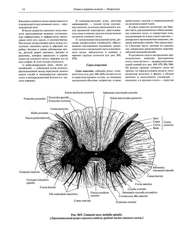 Атлас анатомии человека. В 3 т. Т. 3: Неврология. Эстезиология: Учебное пособие. 7-е изд., перераб