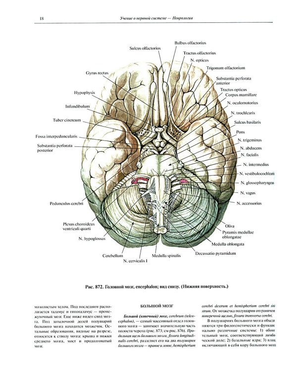 Атлас анатомии человека. В 3 т. Т. 3: Неврология. Эстезиология: Учебное пособие. 7-е изд., перераб