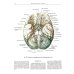 Атлас анатомии человека. В 3 т. Т. 3: Неврология. Эстезиология: Учебное пособие. 7-е изд., перераб