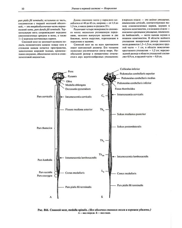 Атлас анатомии человека. В 3 т. Т. 3: Неврология. Эстезиология: Учебное пособие. 7-е изд., перераб