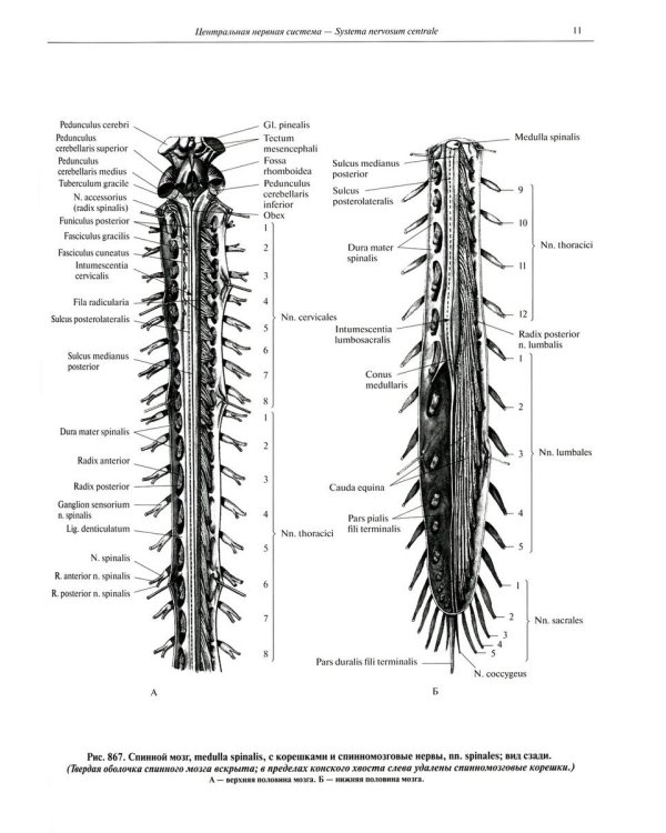 Атлас анатомии человека. В 3 т. Т. 3: Неврология. Эстезиология: Учебное пособие. 7-е изд., перераб