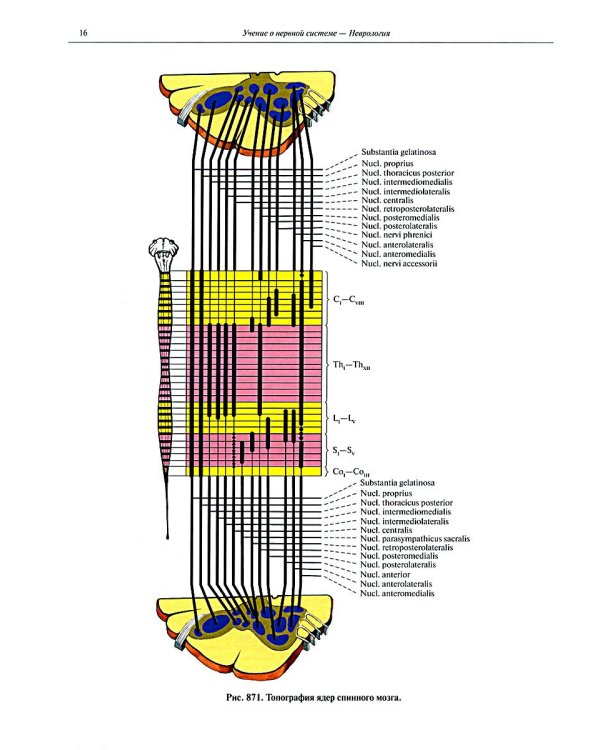 Атлас анатомии человека. В 3 т. Т. 3: Неврология. Эстезиология: Учебное пособие. 7-е изд., перераб