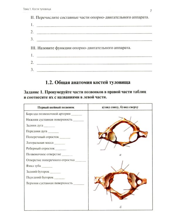 Дополнительное изображение книги «Функциональная анатомия человека: рабочая тетрадь. Ч. 1»