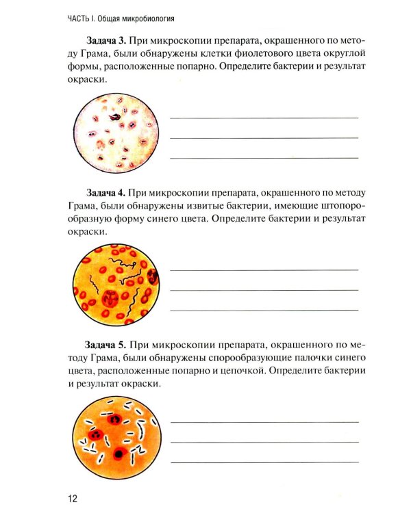Дополнительное изображение книги «Основы микробиологии и иммунологии: рабочая тетрадь для внеаудиторной работы. 3-е изд. перераб. и доп»
