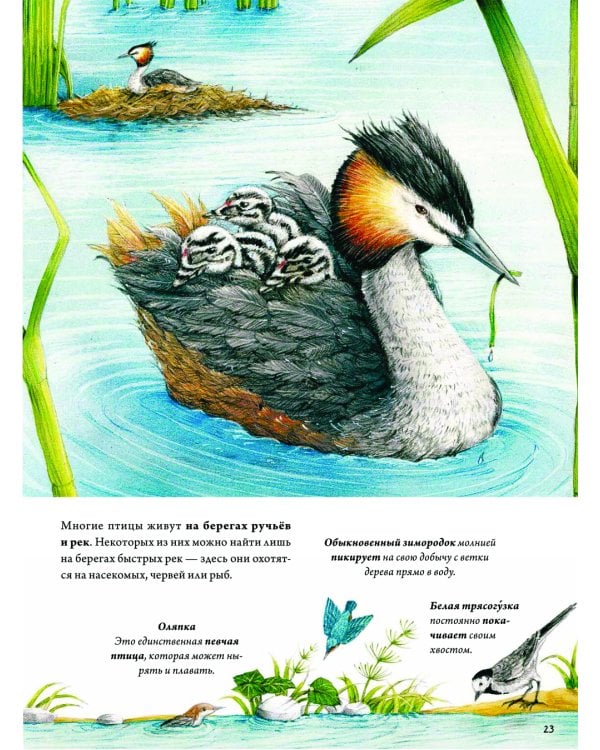 Книга о птицах. BIObook А. Толмачева