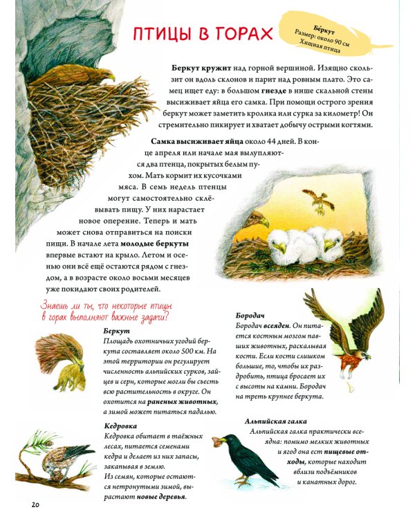 Книга о птицах. BIObook А. Толмачева