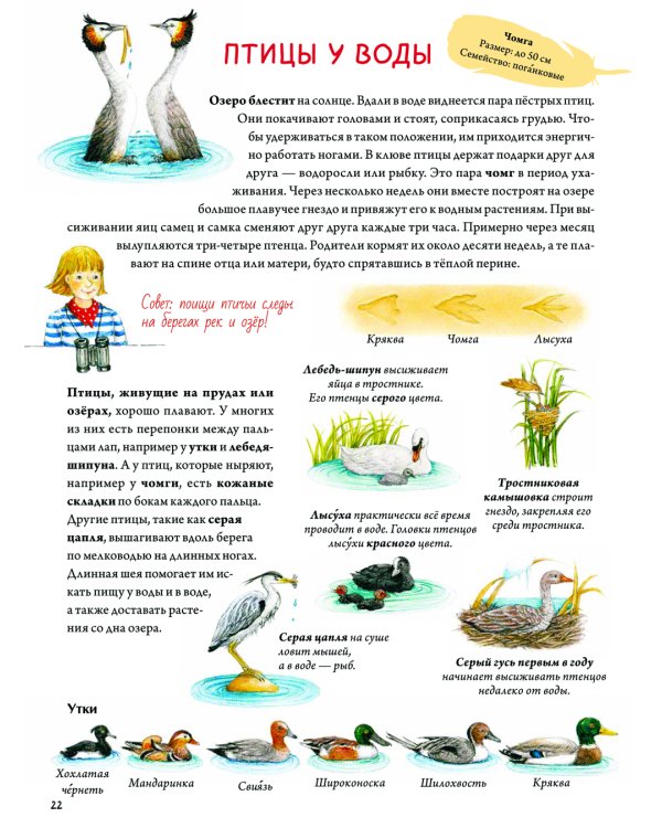 Книга о птицах. BIObook А. Толмачева