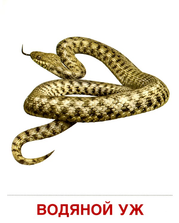 Демонстрационные картинки. Обитатели рек и озер: 16 демонстрационных картинок с текстом