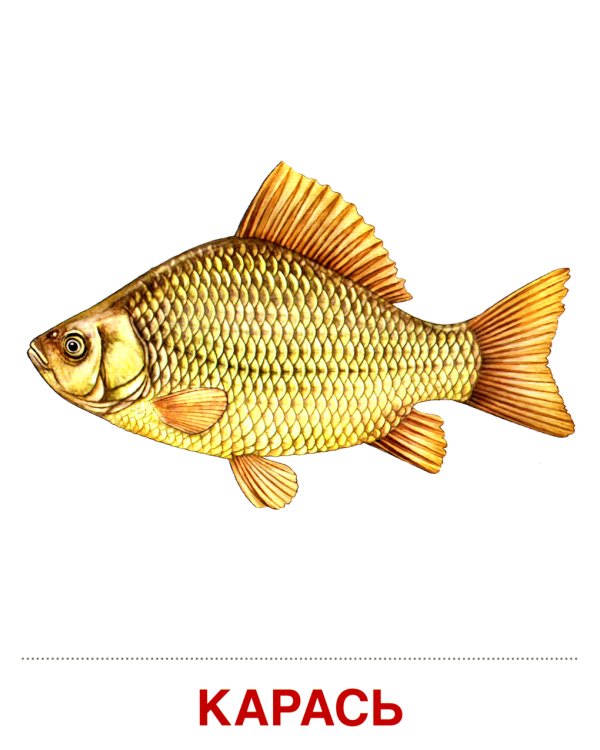 Демонстрационные картинки. Обитатели рек и озер: 16 демонстрационных картинок с текстом