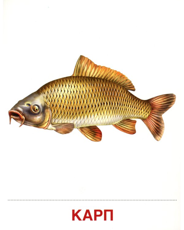 Демонстрационные картинки. Обитатели рек и озер: 16 демонстрационных картинок с текстом