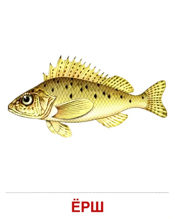 Демонстрационные картинки. Обитатели рек и озер: 16 демонстрационных картинок с текстом