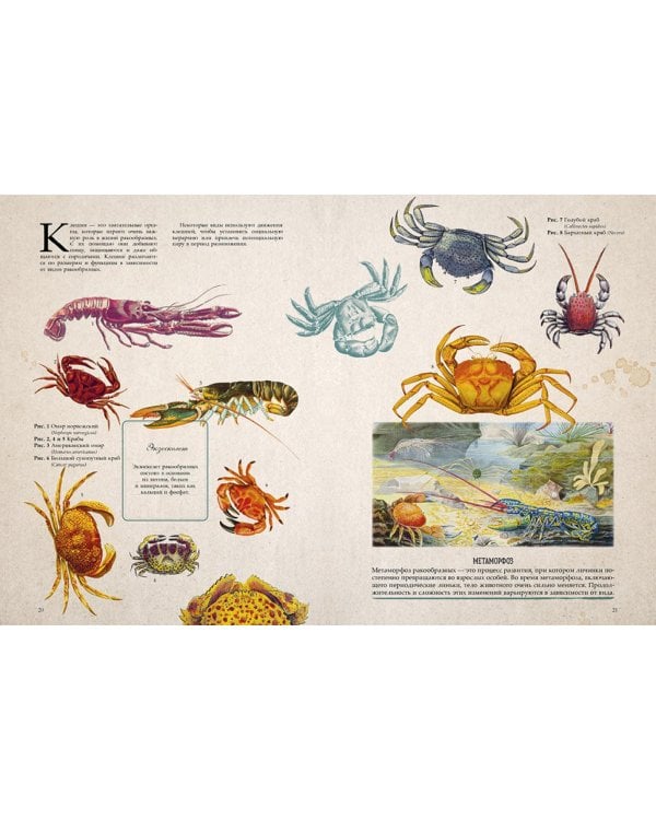 Морские сокровища