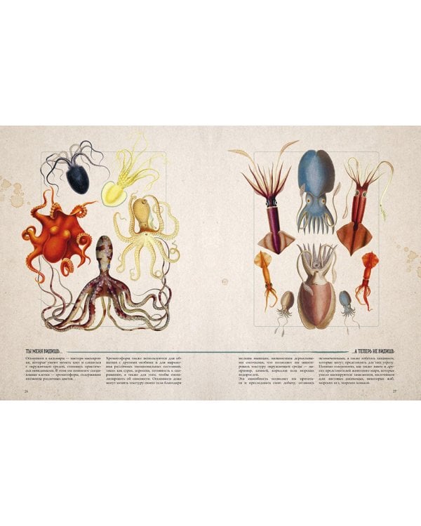 Морские сокровища