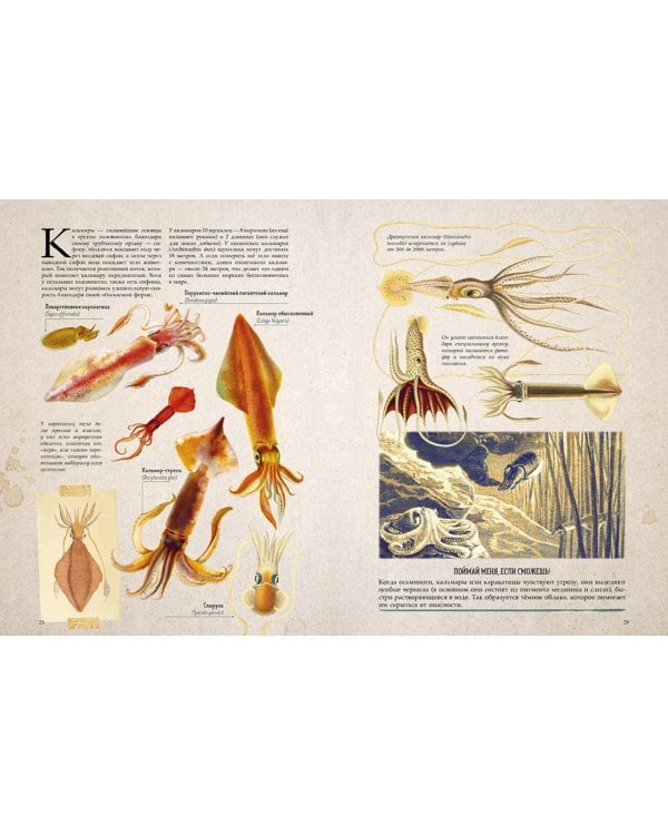 Морские сокровища