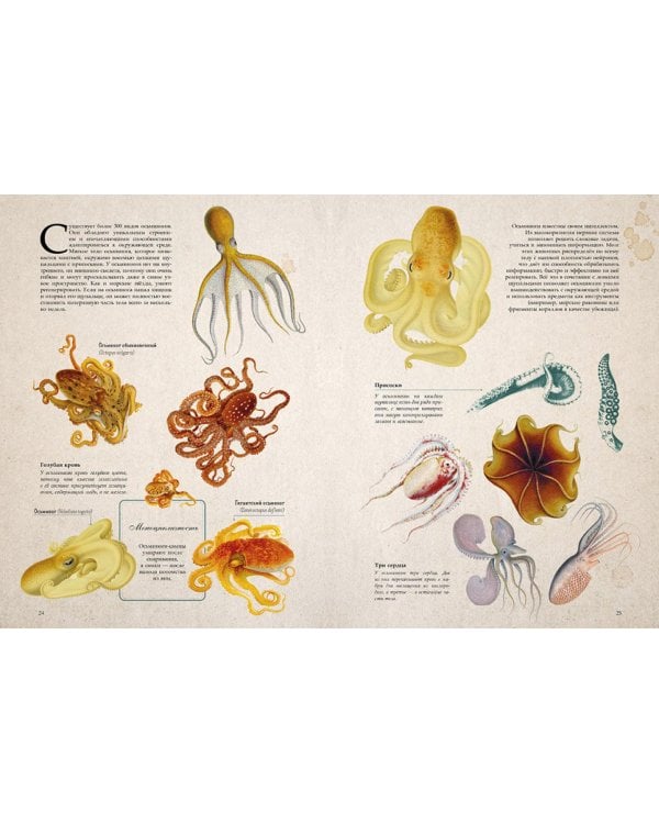 Морские сокровища