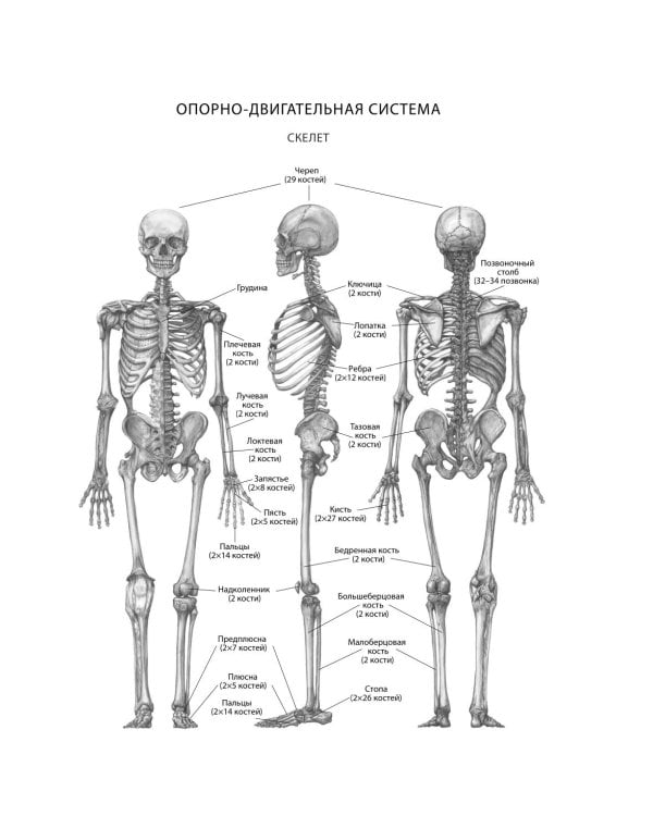 Энциклопедия упражнений долгожителя: для мозга, тела и лица