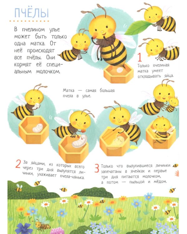 Обитатели сада: книга идей и развлечений с наклейками