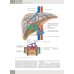 Гепатология. Клиническая морфология печени. Практическое руководство для врачей