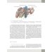 Гепатология. Клиническая морфология печени. Практическое руководство для врачей