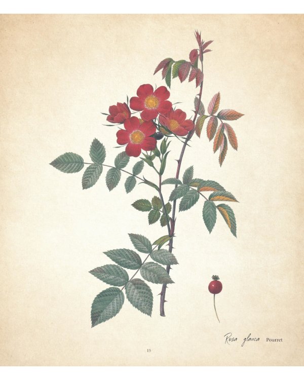 Цветы. Шедевры ботанической иллюстрации Пьер-Жозефа Редуте