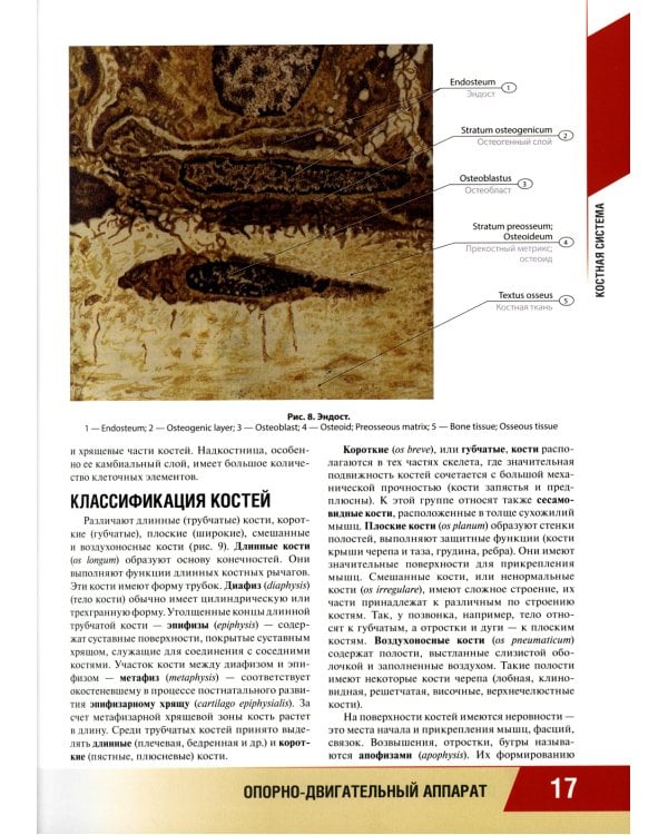 Анатомия человека: атлас для педиатров: Учебное пособие